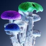 Magic Mushrooms Oakland California