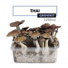 Mondo® Grow Kit Thai ‘ Ban Hua’