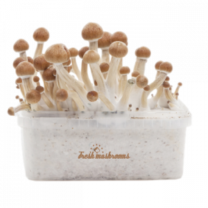 FreshMushrooms® grow kit Amazon